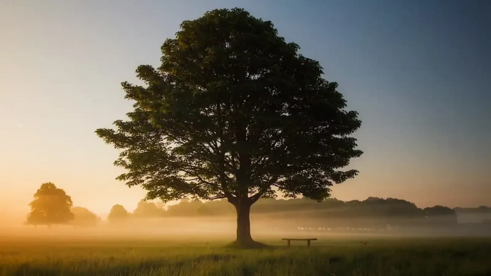 tree